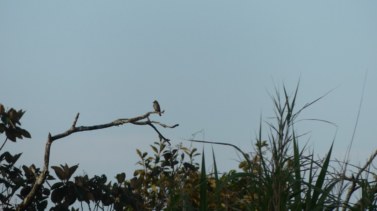 Western Wood-Pewee - Terry van Niekerk