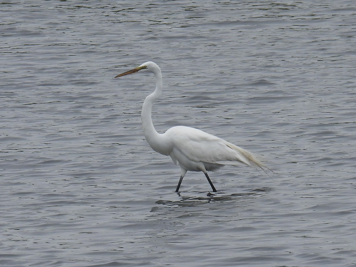 Great Egret - ML571603651