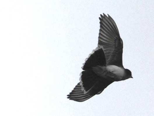 Eastern Kingbird - ML571603681