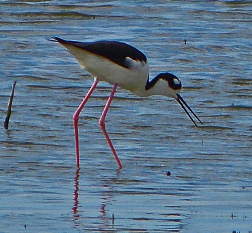 Black-necked Stilt - lynda fenneman