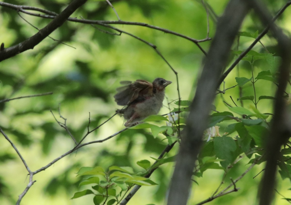 Northern Cardinal - ML571605751