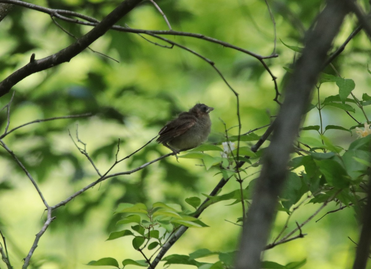 Northern Cardinal - Brian Wulker