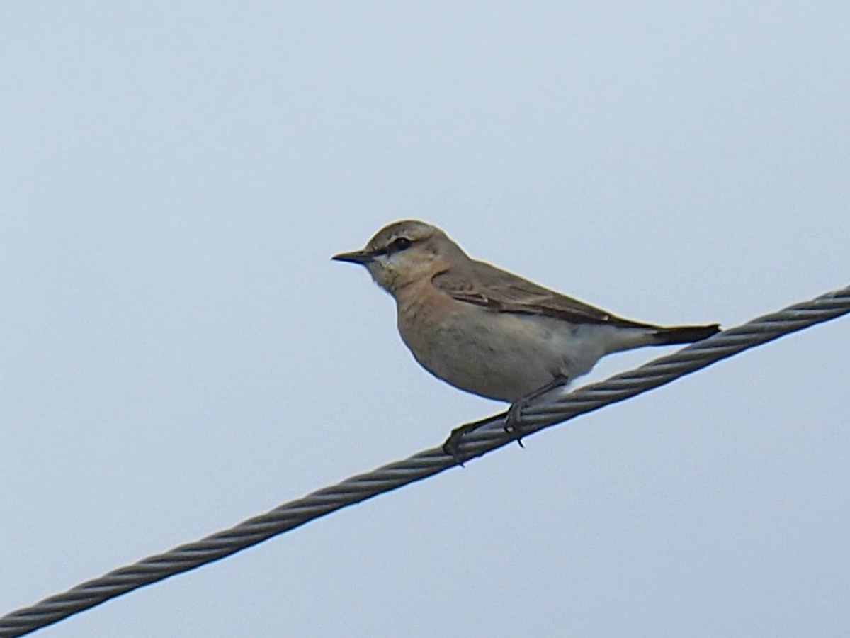 Northern Wheatear - Sergey Buben