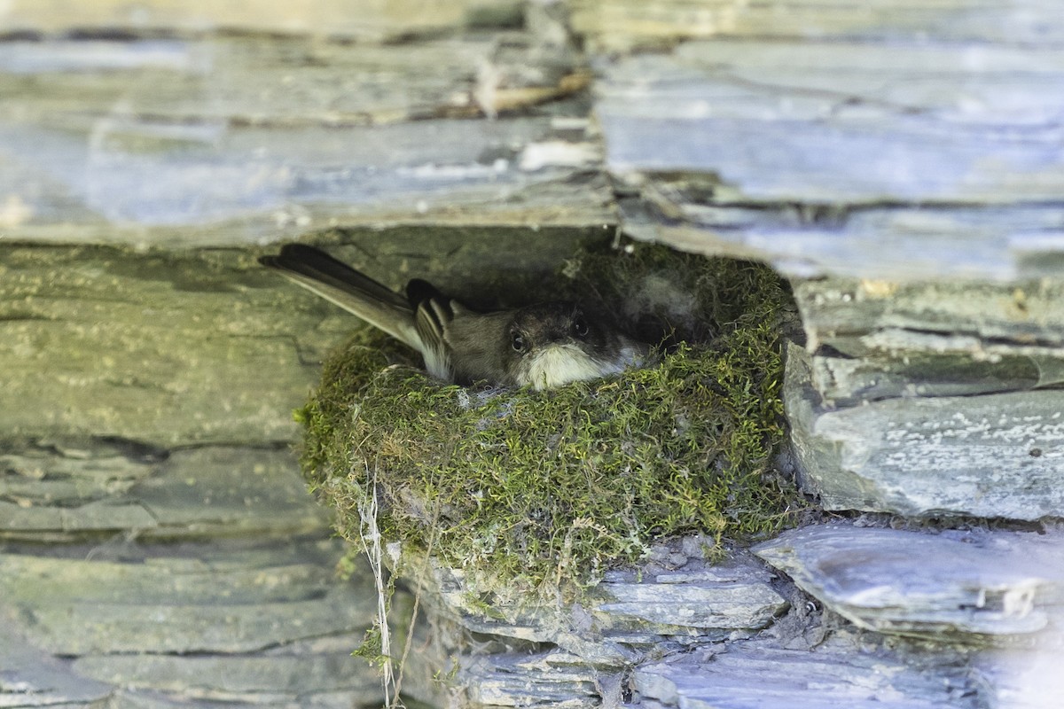 Eastern Phoebe - ML571606701