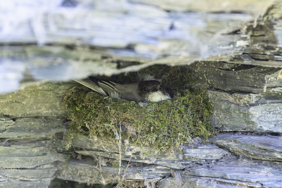 Eastern Phoebe - ML571606741