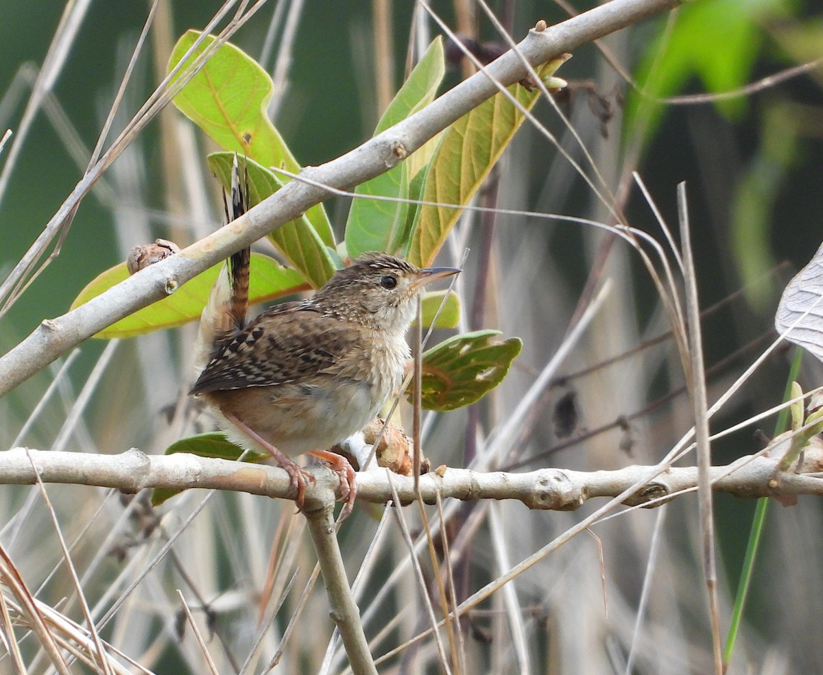 Grass Wren (Northern) - ML571606841