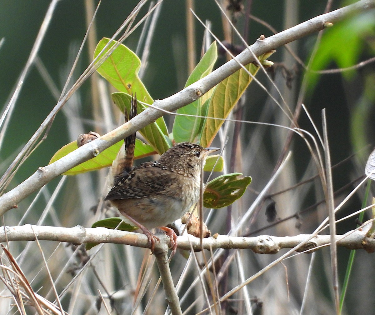 Grass Wren (Northern) - ML571606851