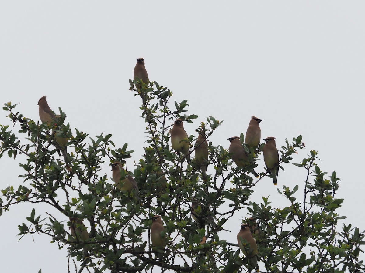 Cedar Waxwing - ML571607881