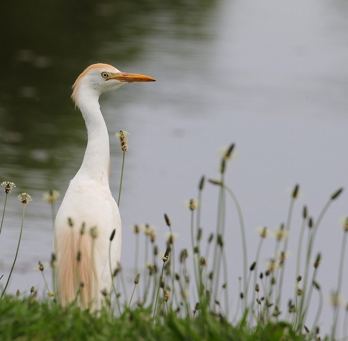 Western Cattle-Egret - ML571608201