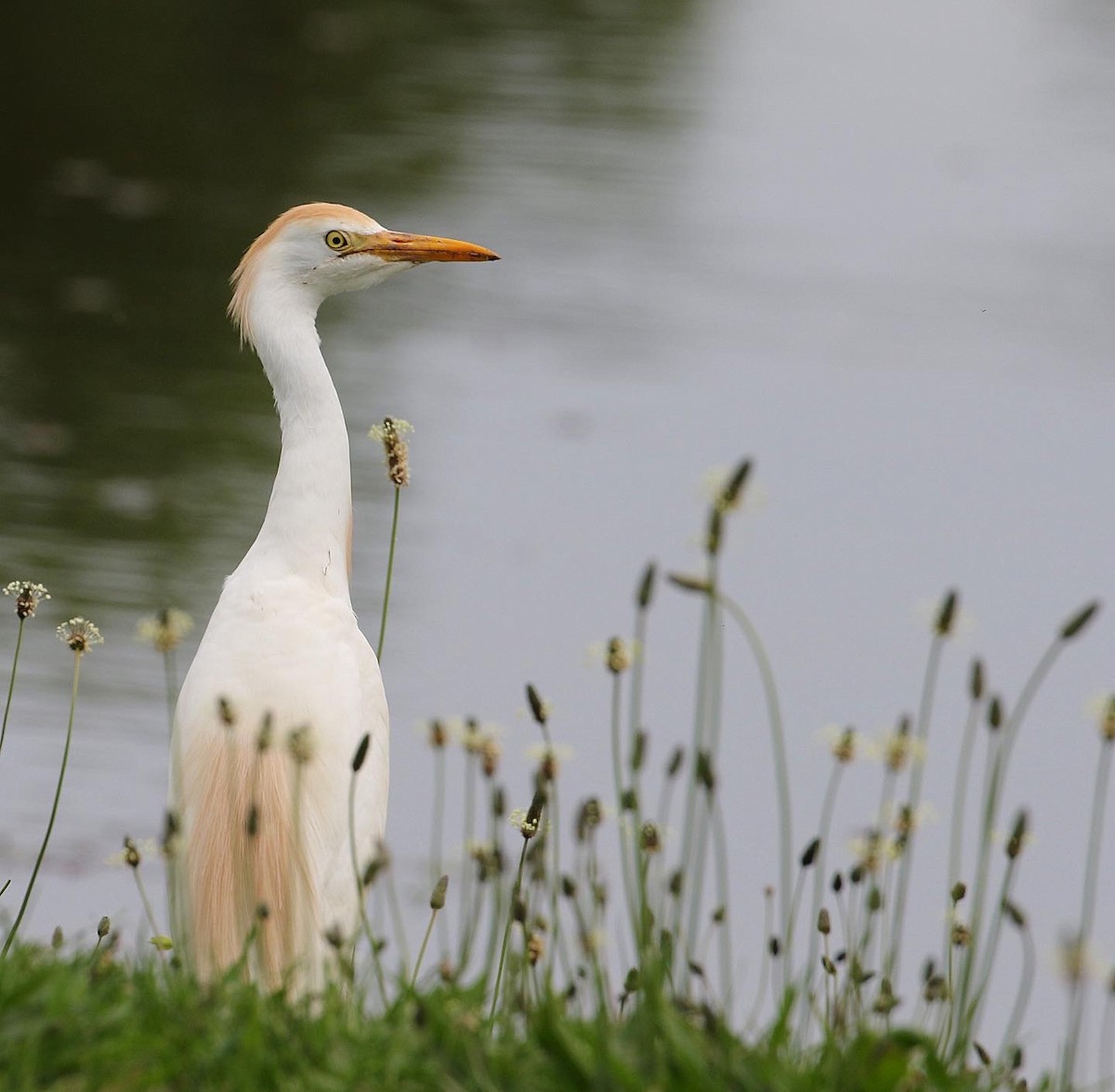 Western Cattle Egret - ML571608201