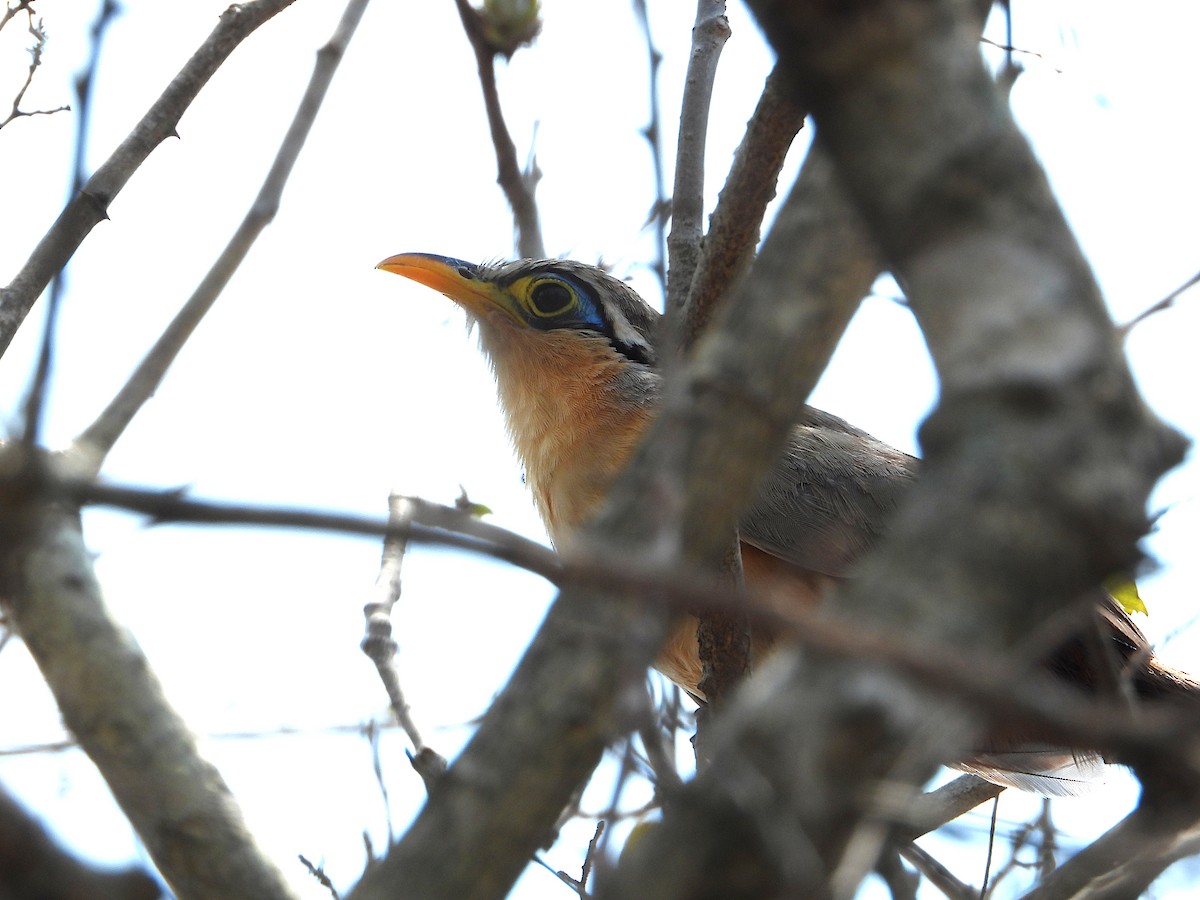 Lesser Ground-Cuckoo - ML571609261