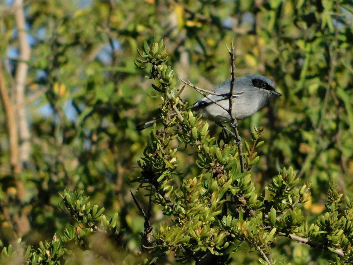 Masked Gnatcatcher - ML571609321