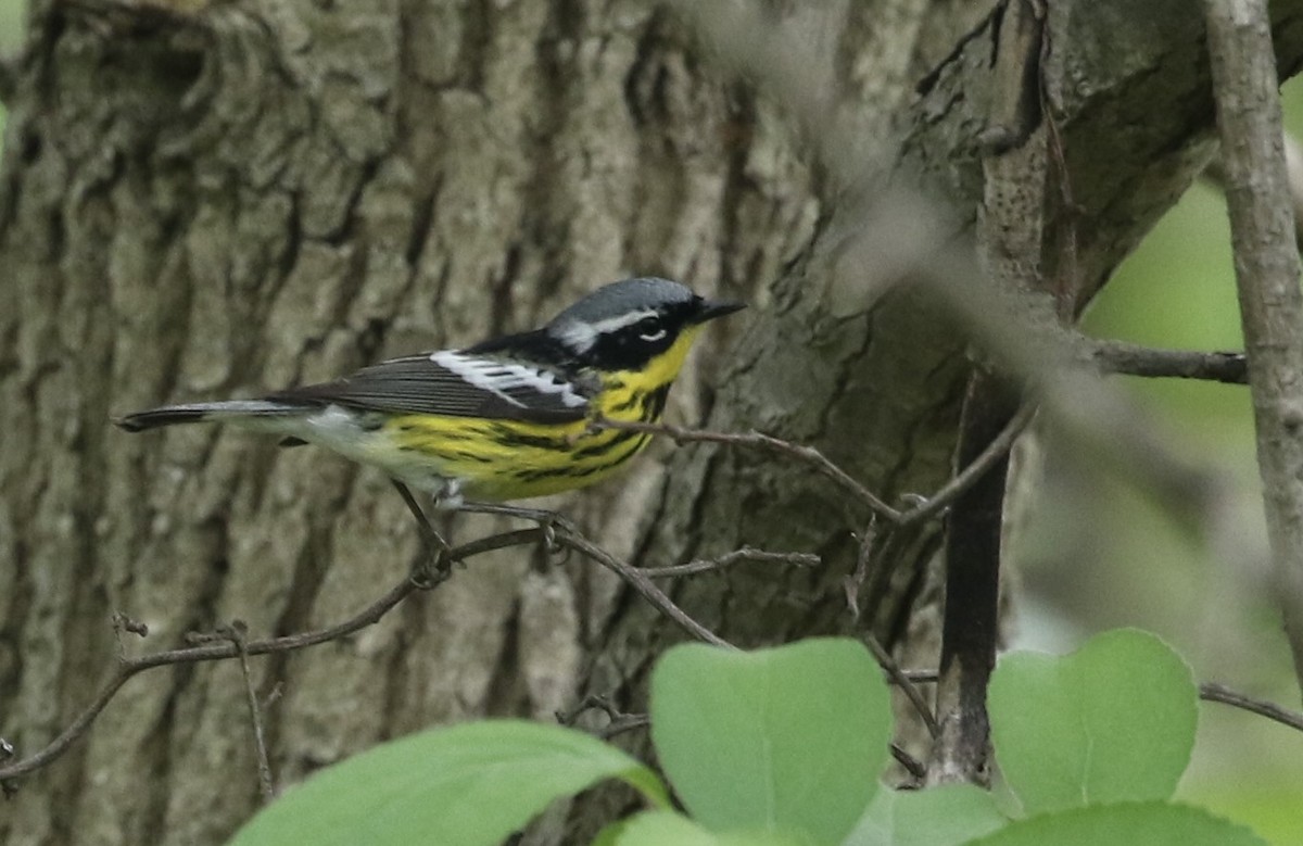 Magnolia Warbler - ML571609591