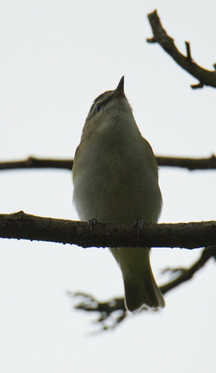 rødøyevireo - ML571610151