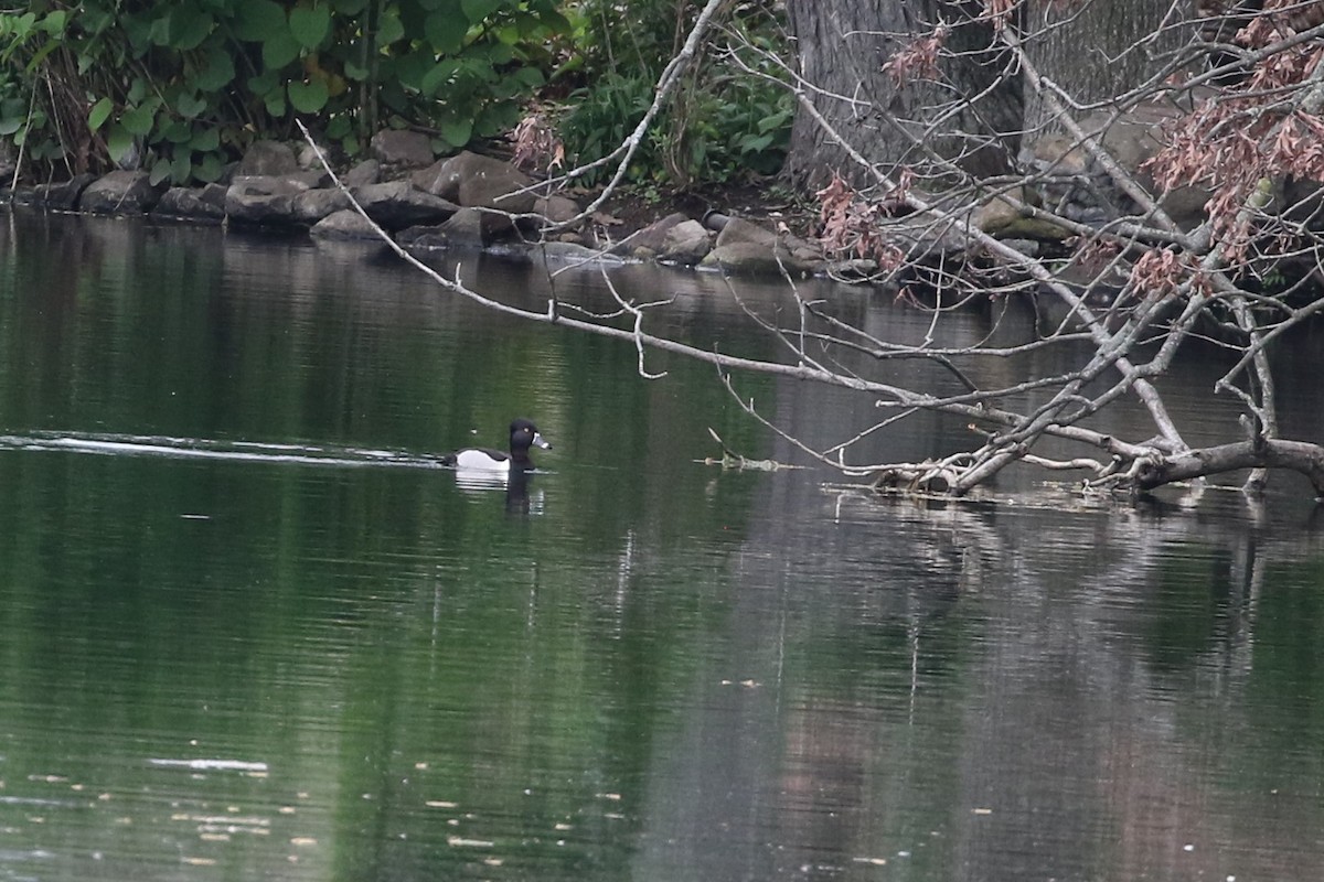 Ring-necked Duck - ML571610301