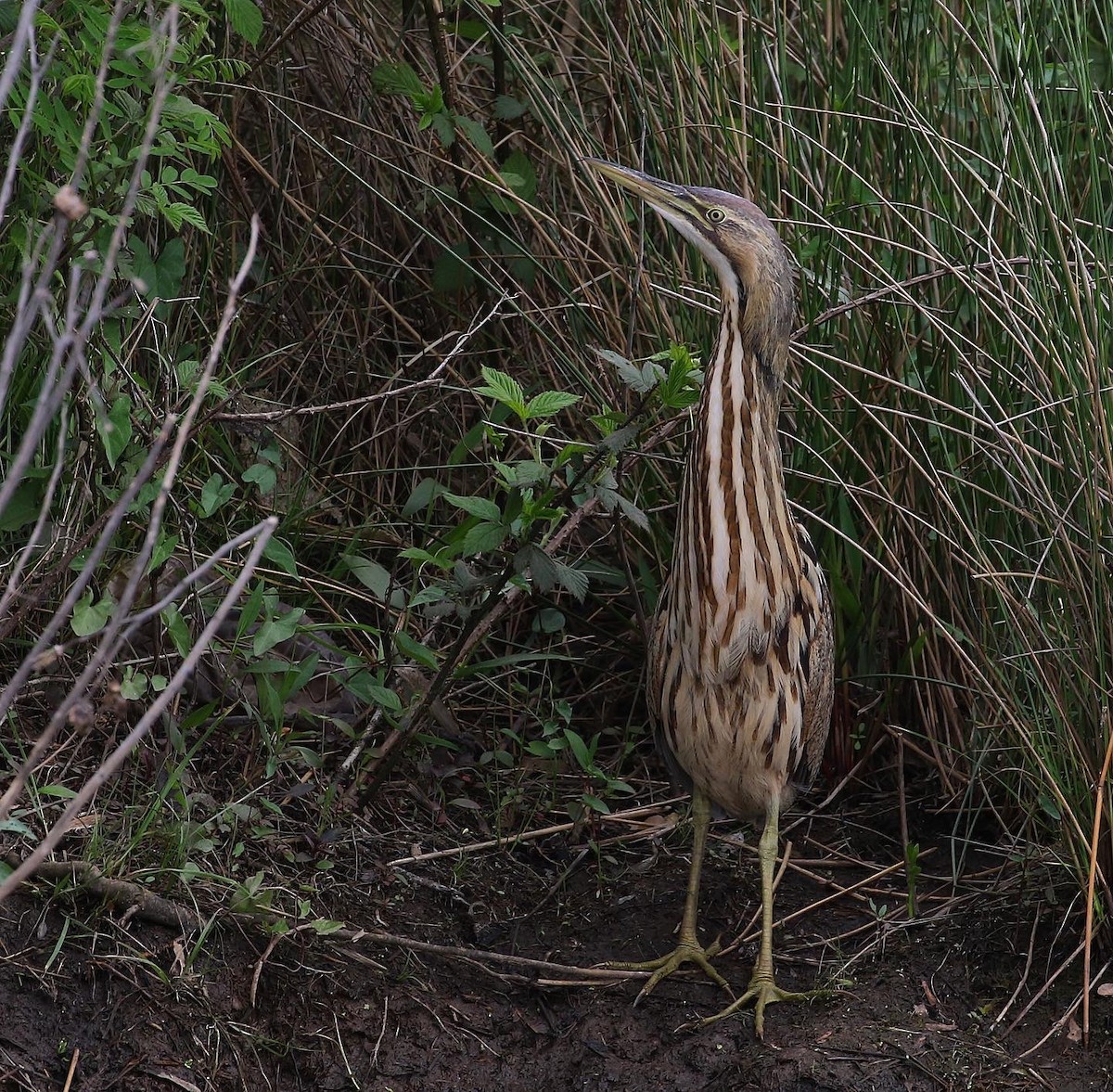 American Bittern - ML571611081