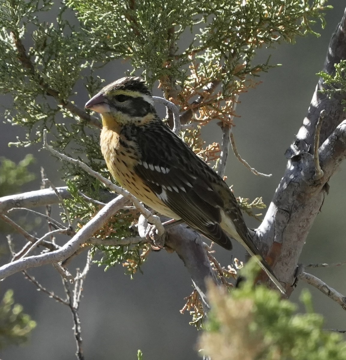 Black-headed Grosbeak - John Rhoades