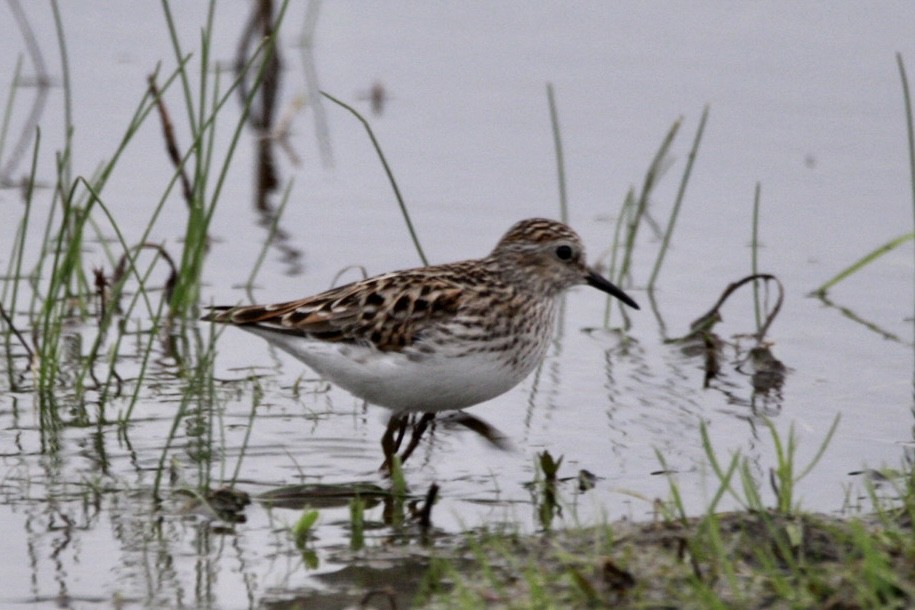 Least Sandpiper - Em Green