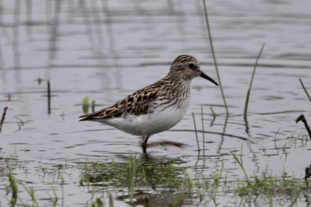 Least Sandpiper - ML571611641