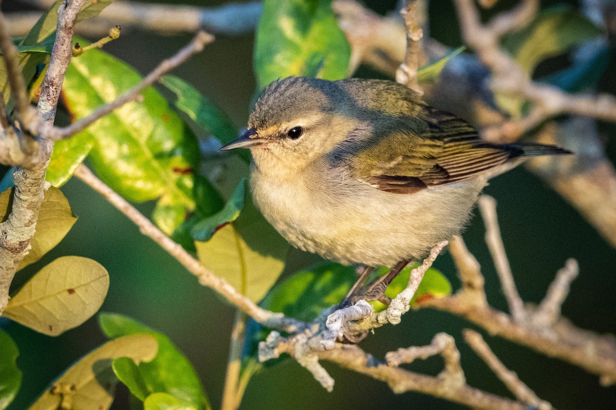 Tennessee Warbler - Jonathan Ley