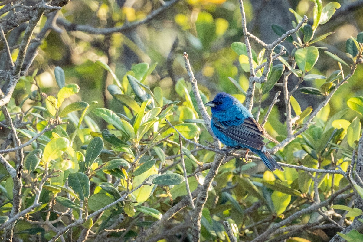 Indigo Bunting - Jonathan Ley