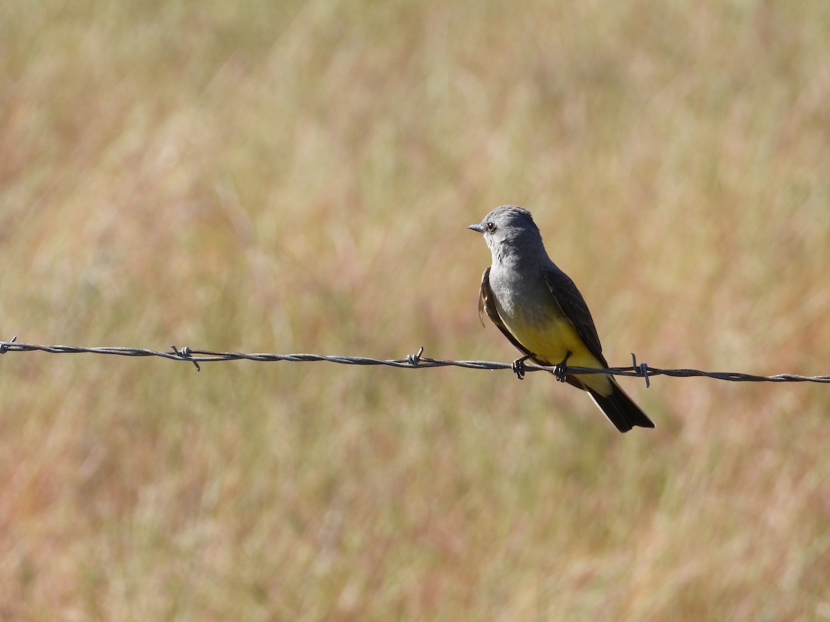 Western Kingbird - ML571612291