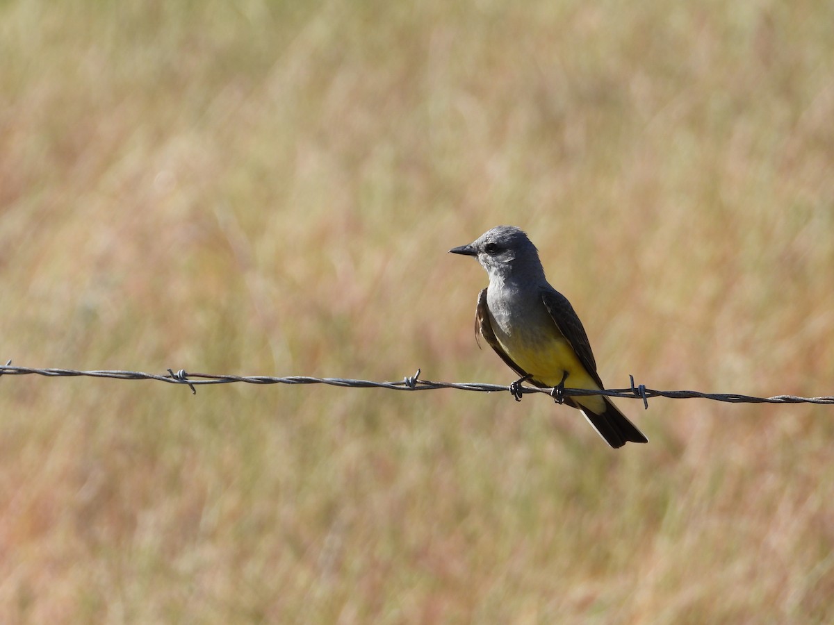 Western Kingbird - ML571612301