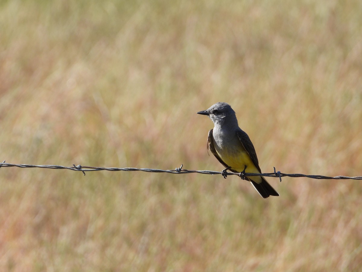 Western Kingbird - ML571612311