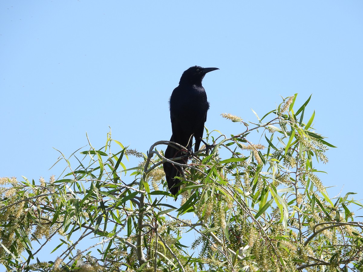 Great-tailed Grackle - ML571612591