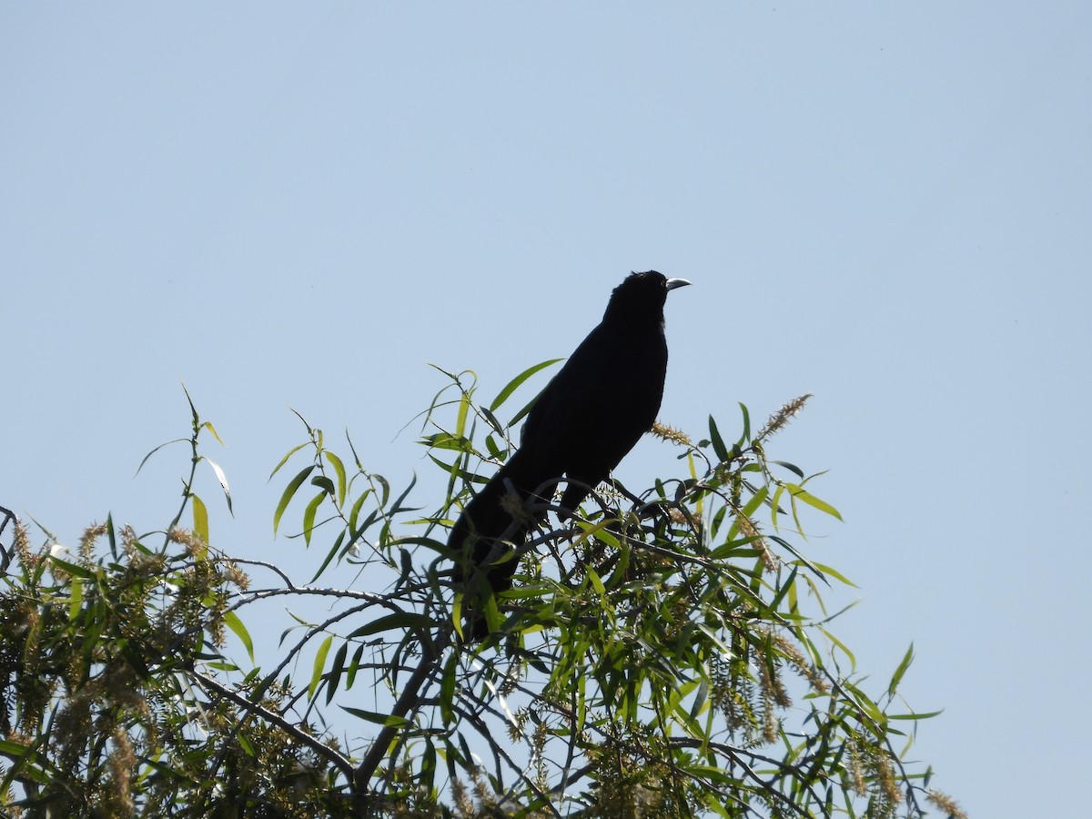 Great-tailed Grackle - ML571612601