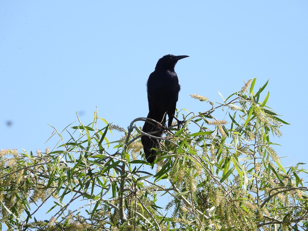 Great-tailed Grackle - ML571612611