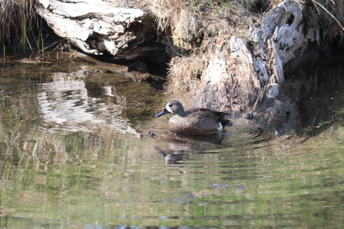 Blue-winged Teal - ML571612721