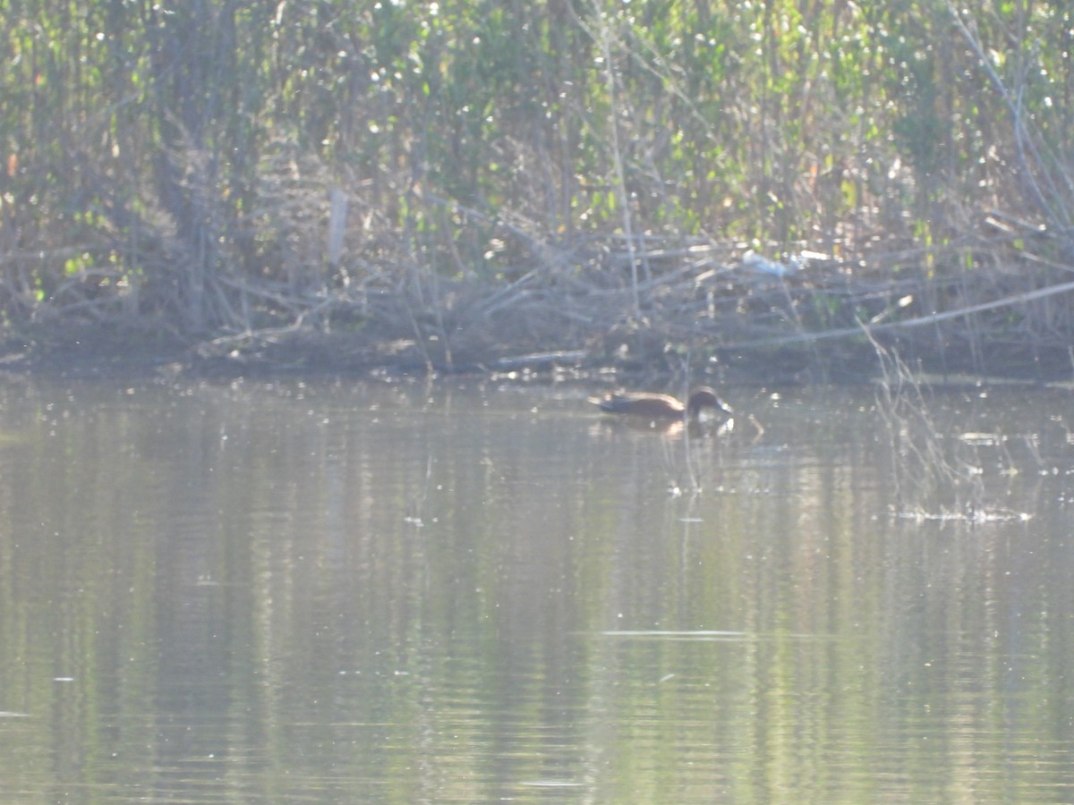 Cinnamon Teal - ML571612841