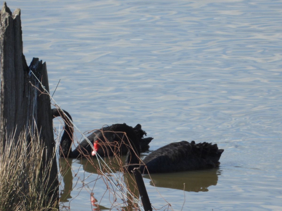 Black Swan - ML571613061