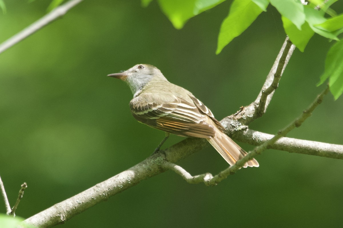 Great Crested Flycatcher - Greg Hertler