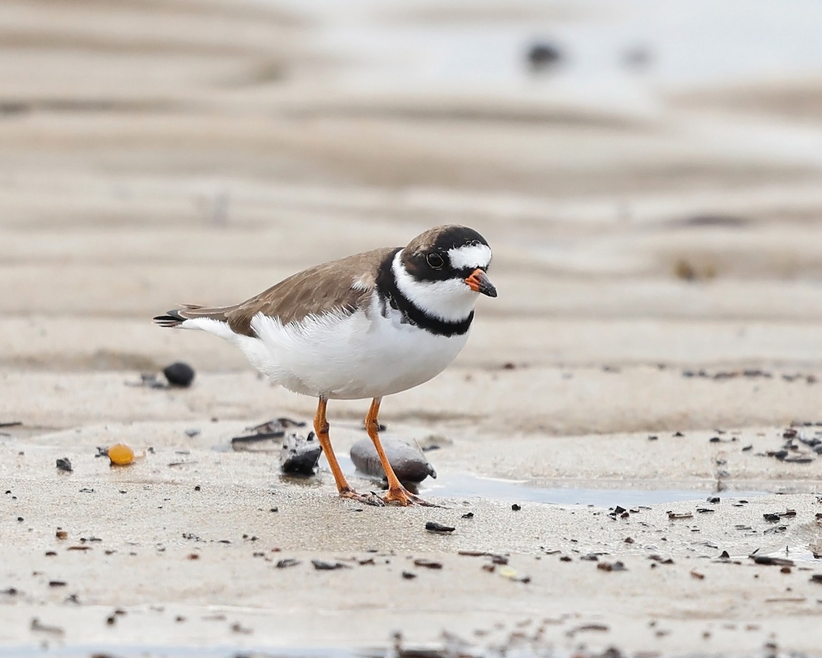 Semipalmated Plover - ML571614131