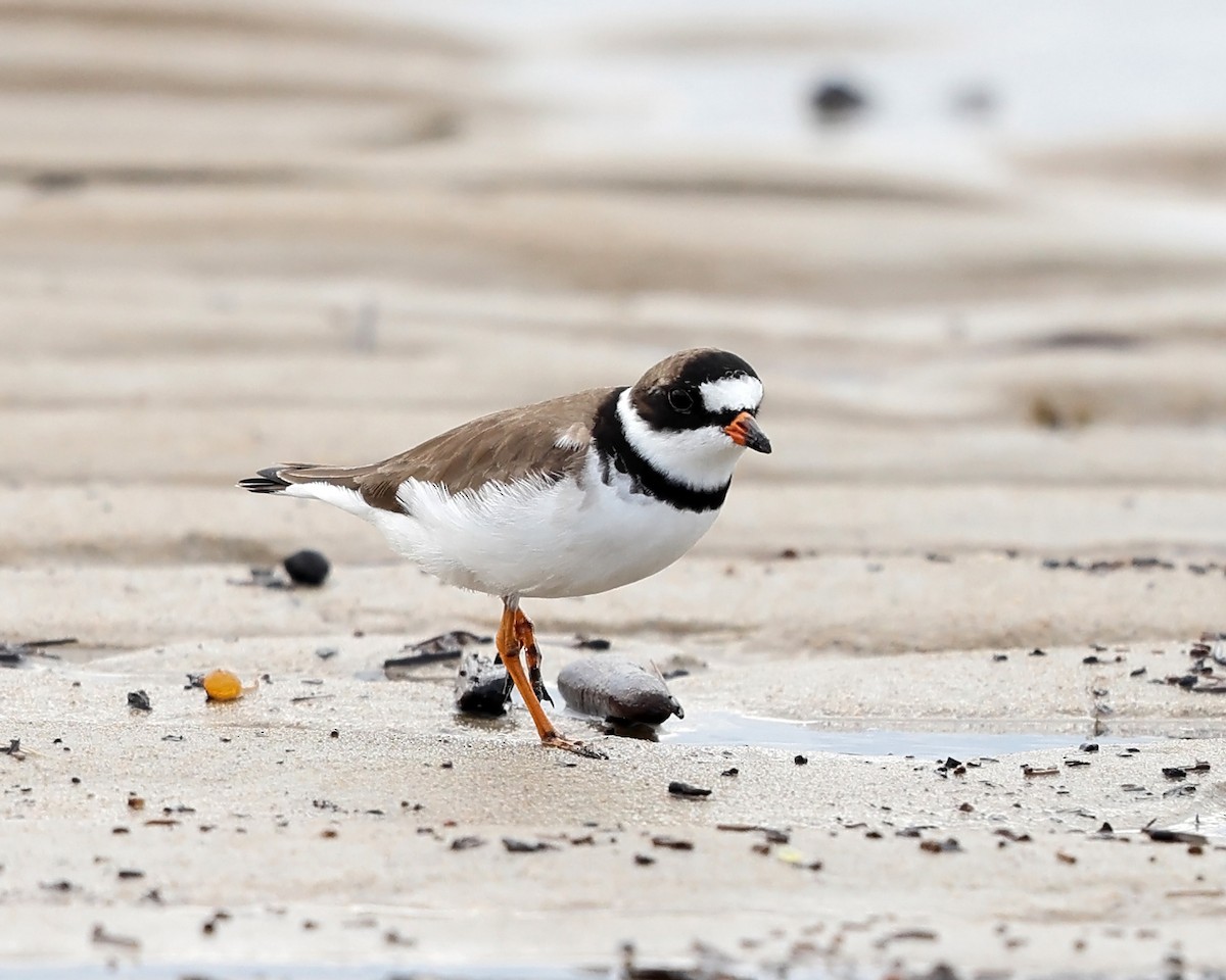 Semipalmated Plover - ML571614191