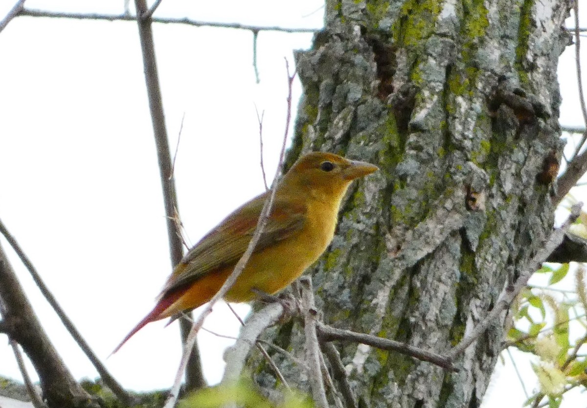 Summer Tanager - ML571615181