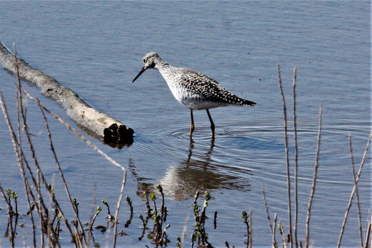 Greater Yellowlegs - ML571615541