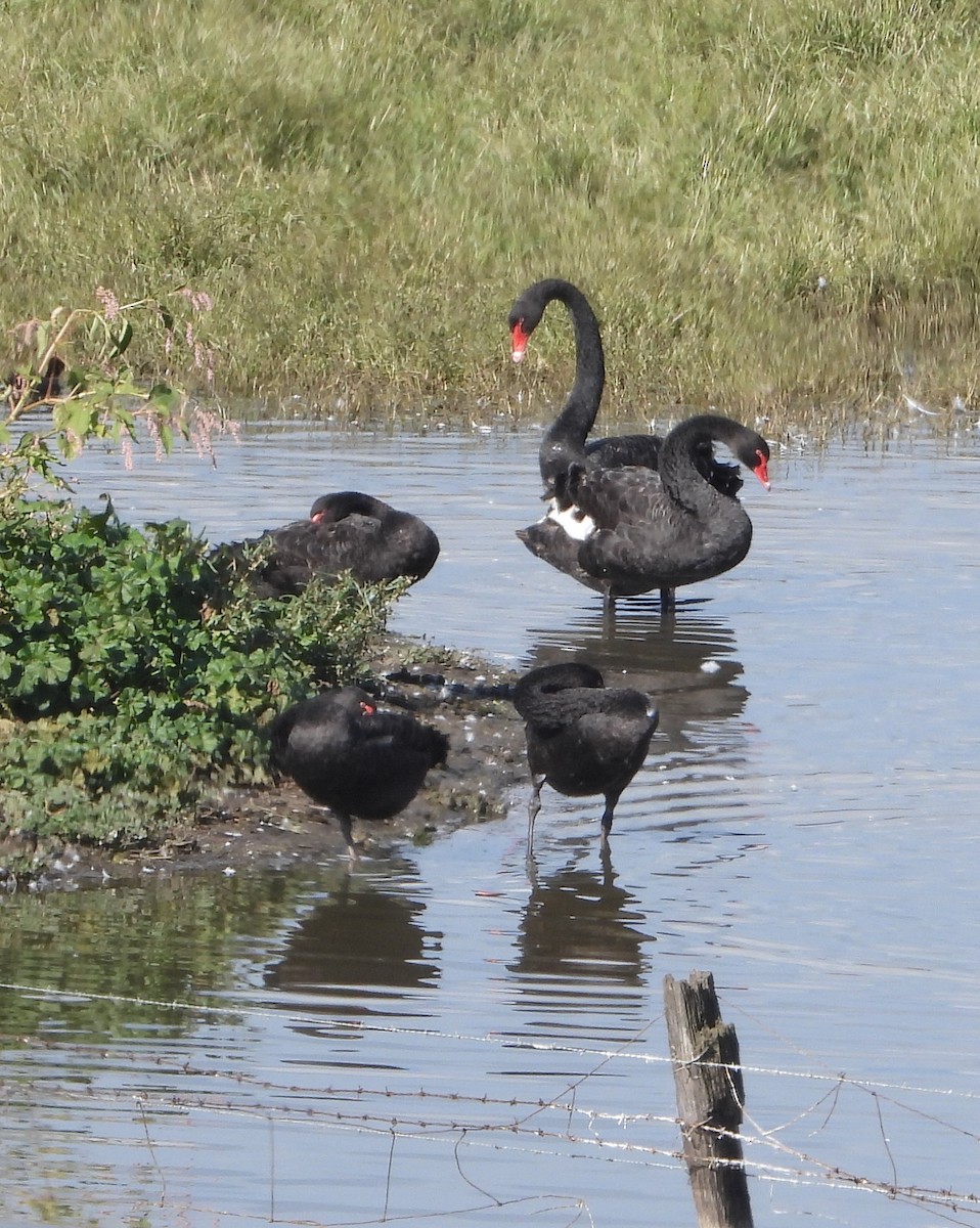 Cisne Negro - ML571615751