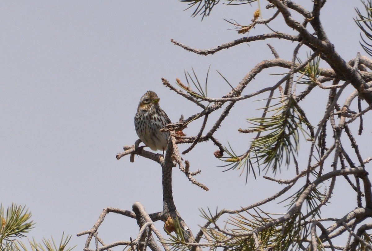 Cassin's Finch - Logan Southall