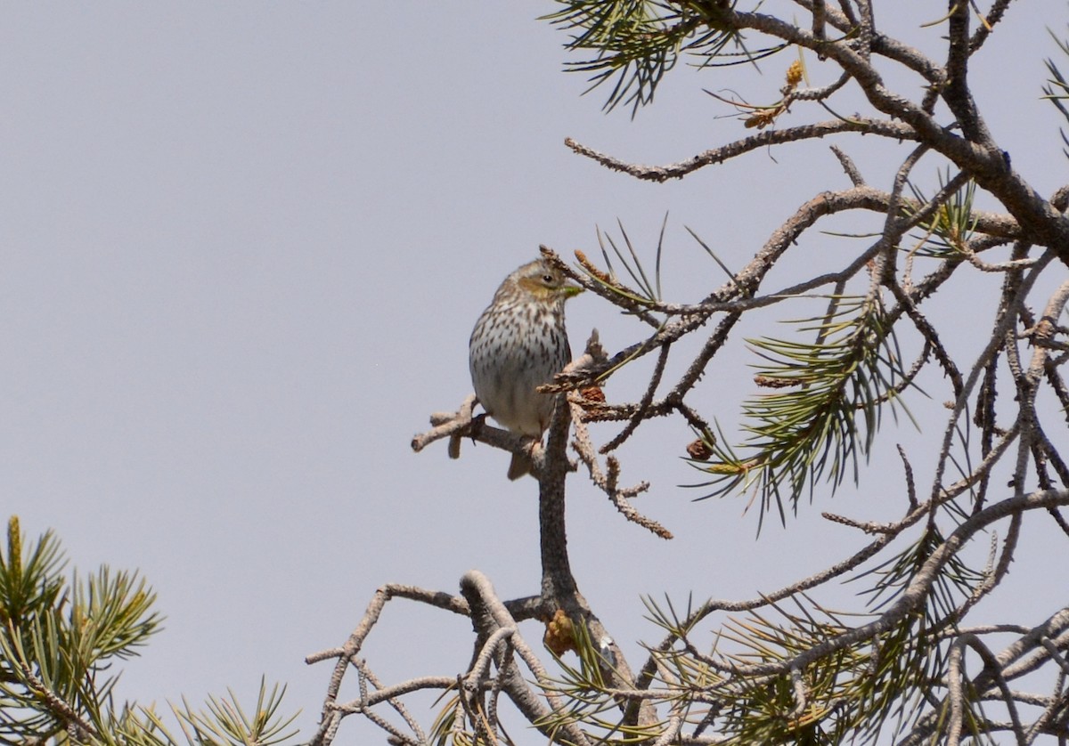 Cassin's Finch - Logan Southall