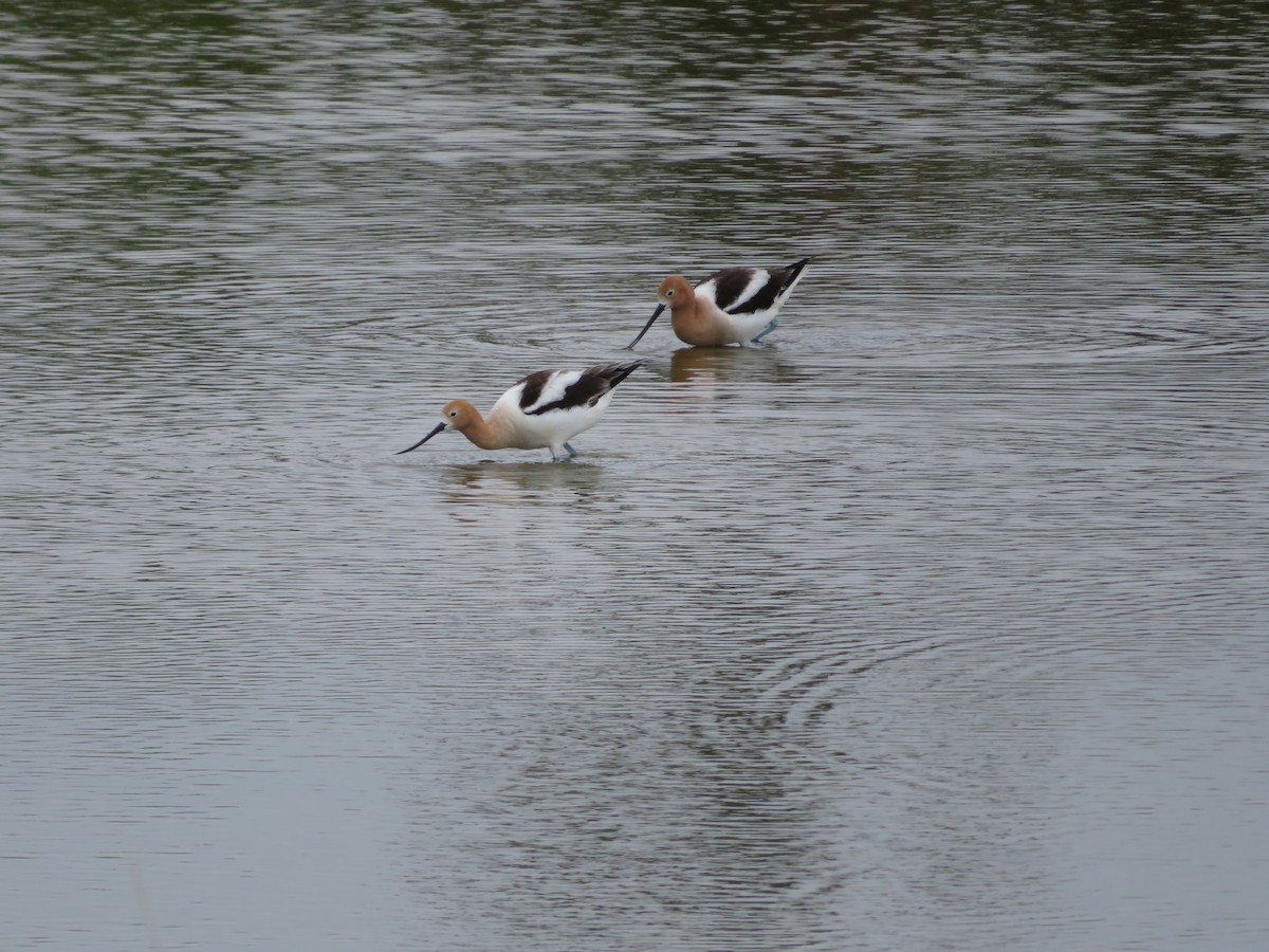 Avocette d'Amérique - ML571616201