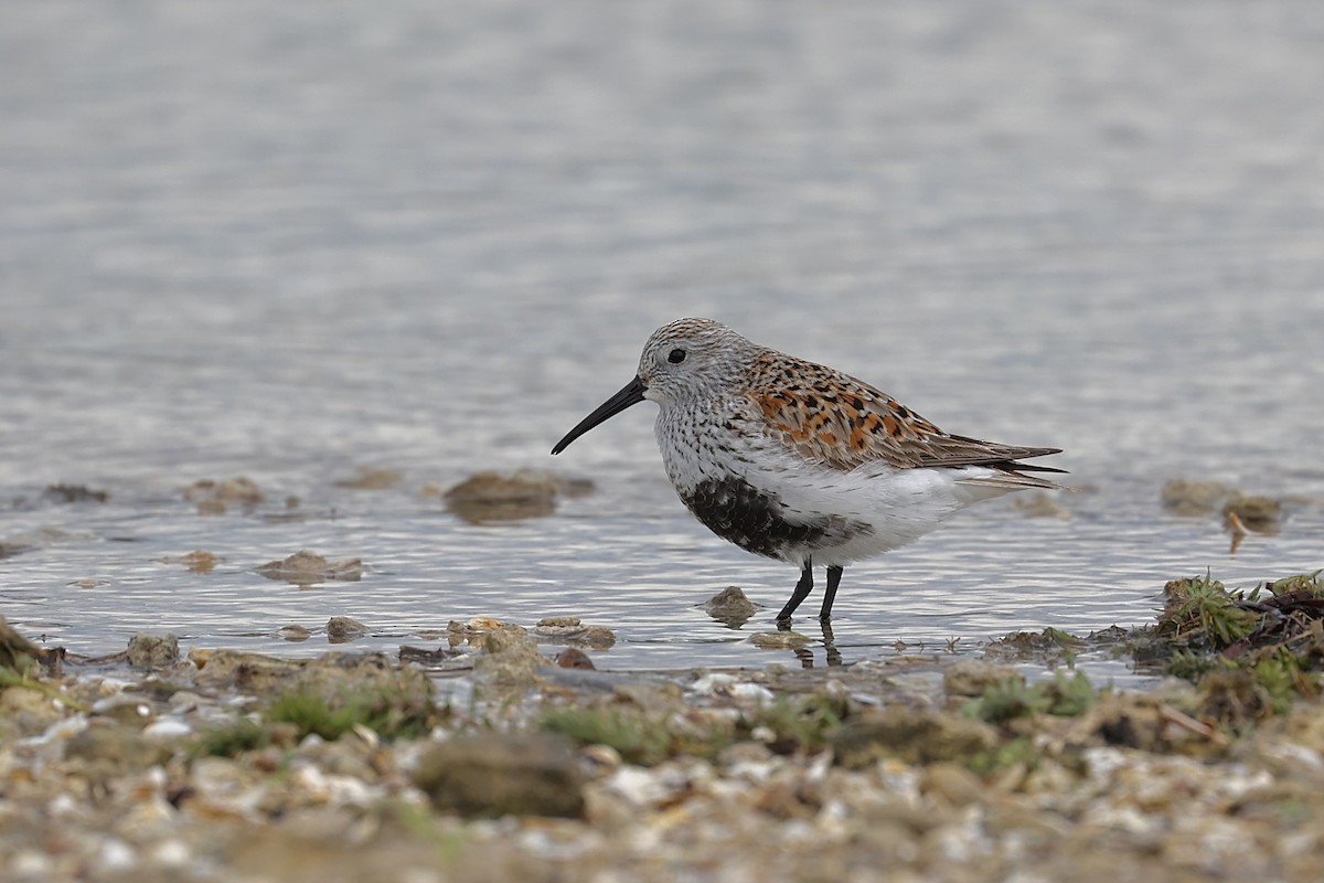 Dunlin - Arman Moreno