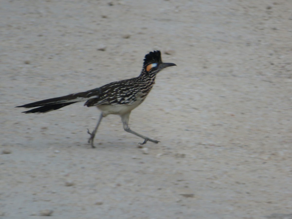 Greater Roadrunner - Tony Lammers