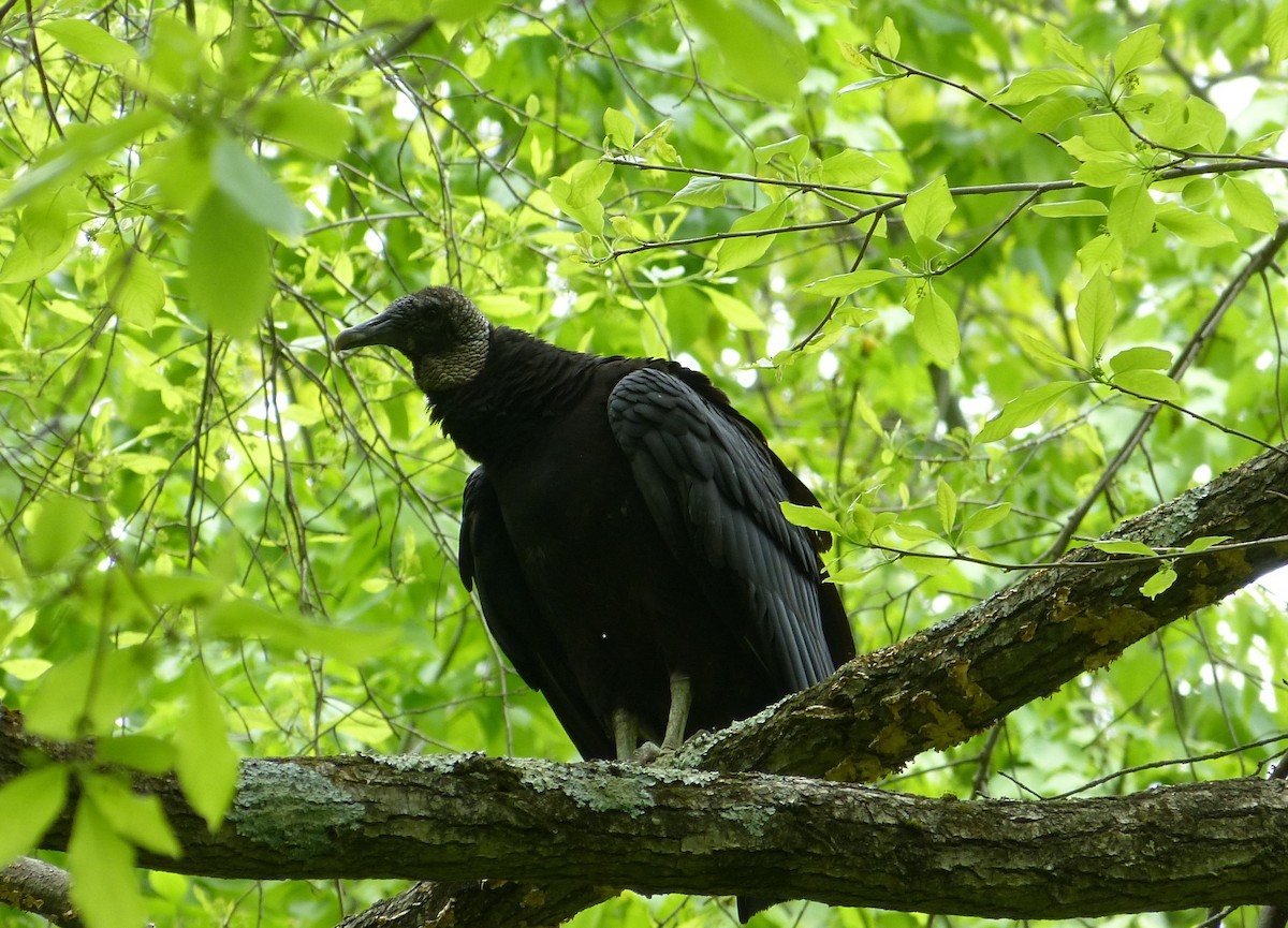 Black Vulture - ML57161951