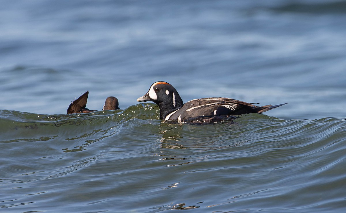 Harlequin Duck - ML571620211