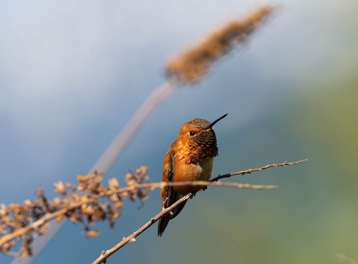 Rufous Hummingbird - ML571620731