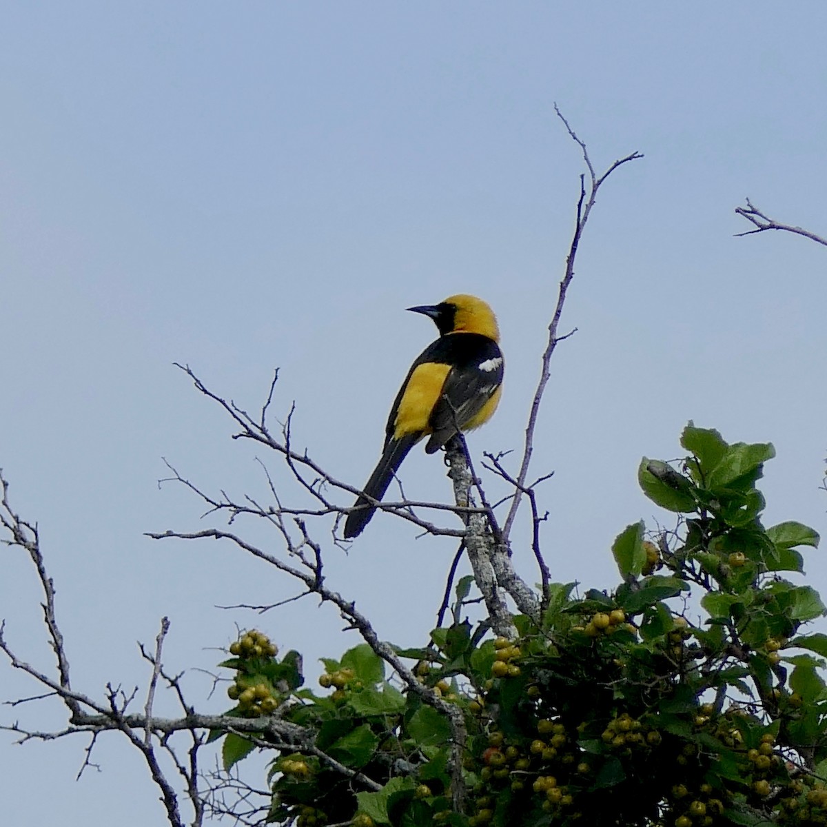 Hooded Oriole - ML571620811