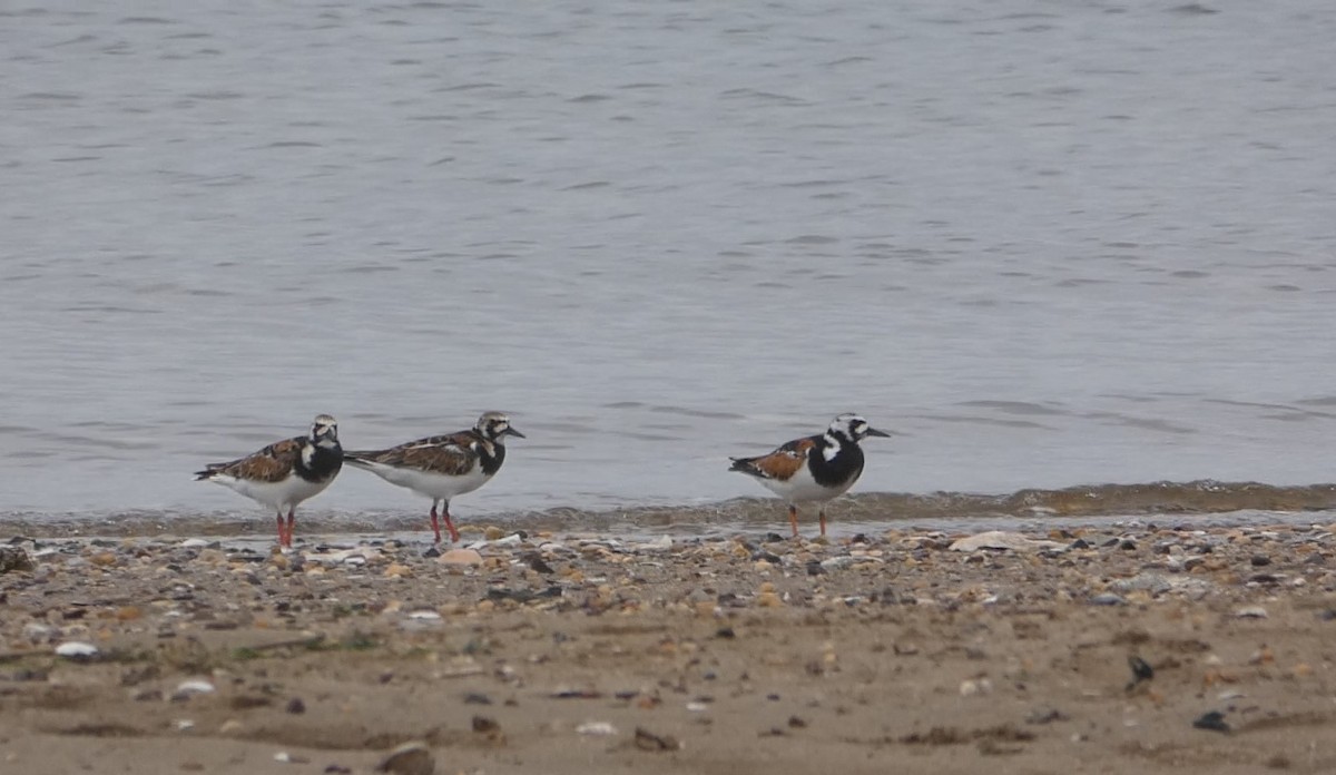 Алаг хайргач - ML571620861